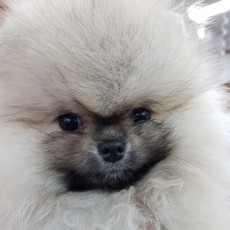 포니 / 포메라니안