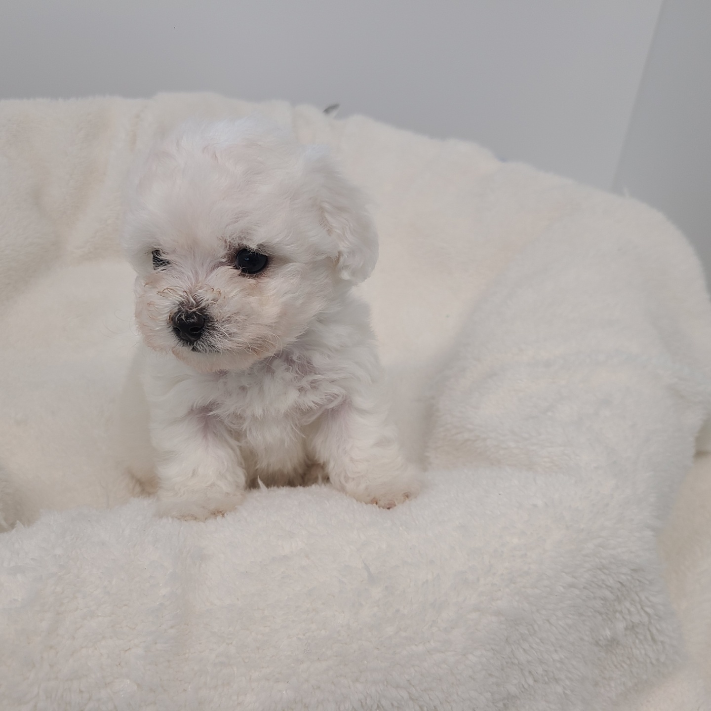 설탕/비숑프리제