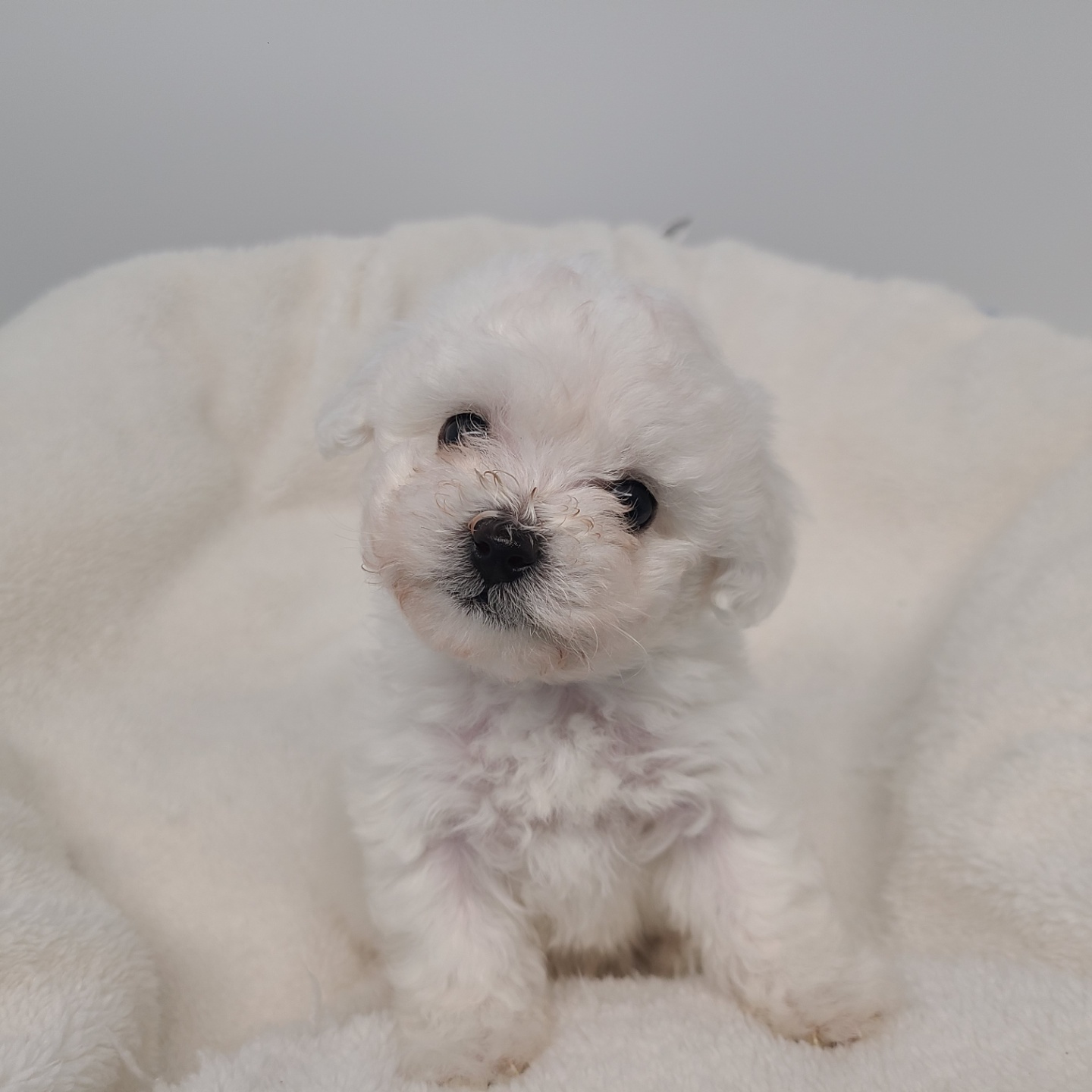 설탕/비숑프리제