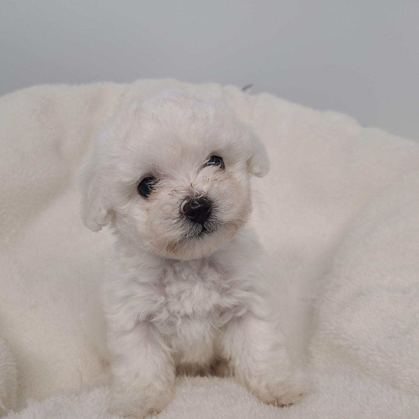 설탕/비숑프리제