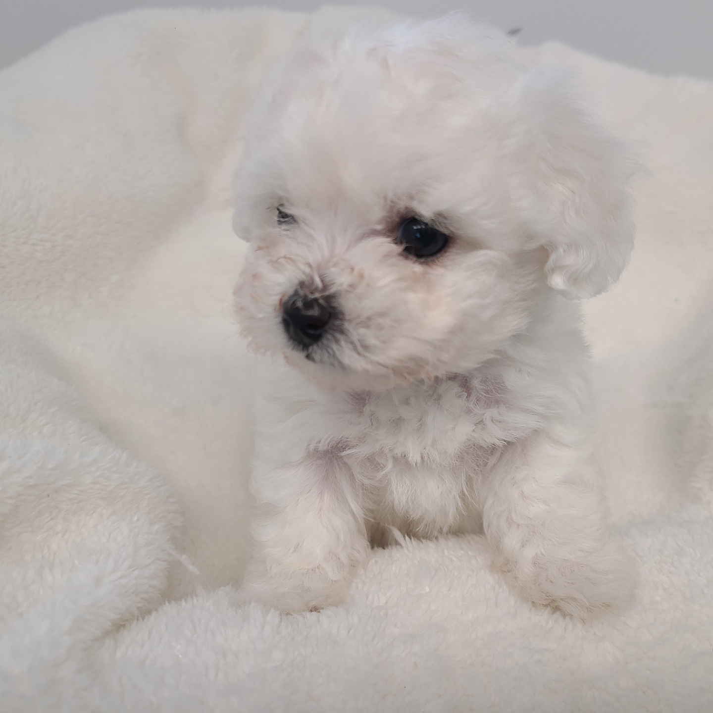 설탕/비숑프리제