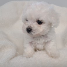 설탕/비숑프리제