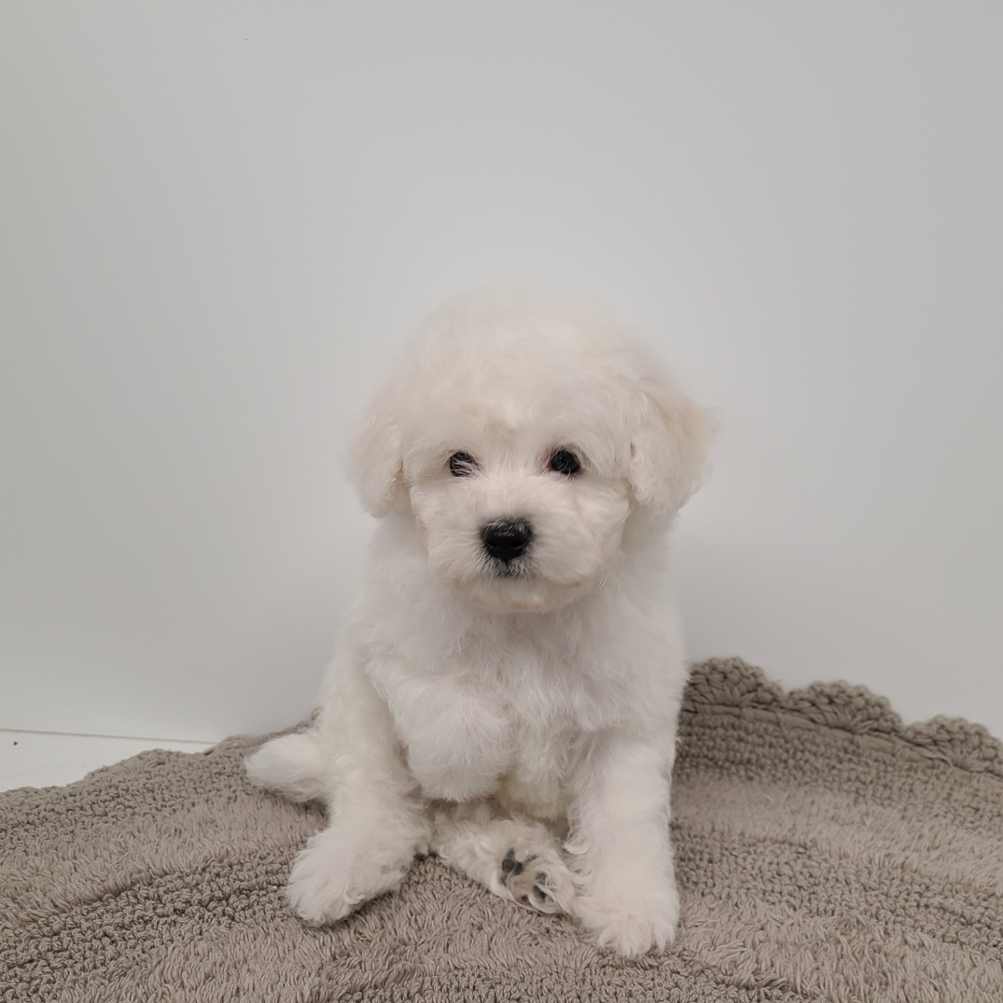 봉봉/비숑프리제