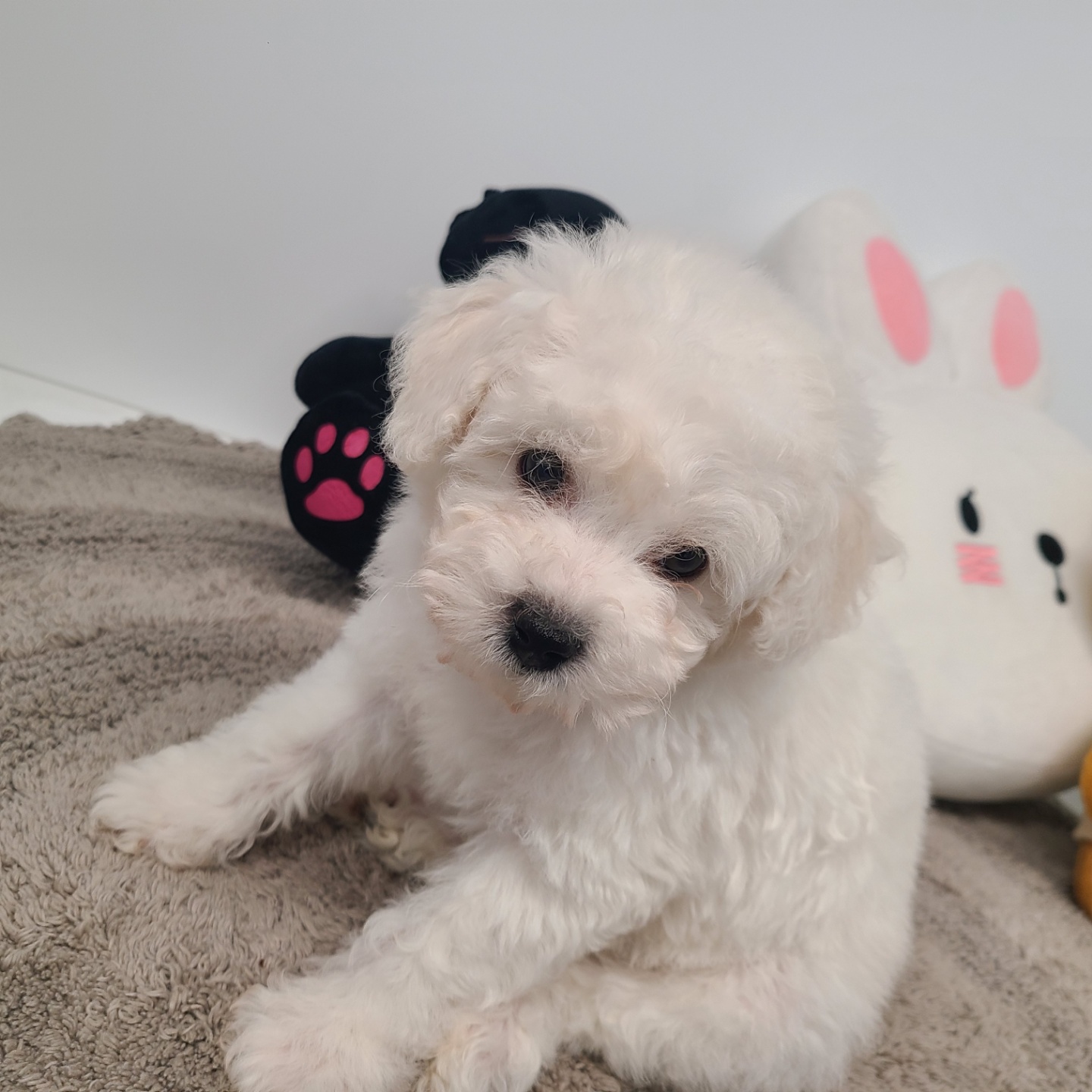 봉봉/비숑프리제