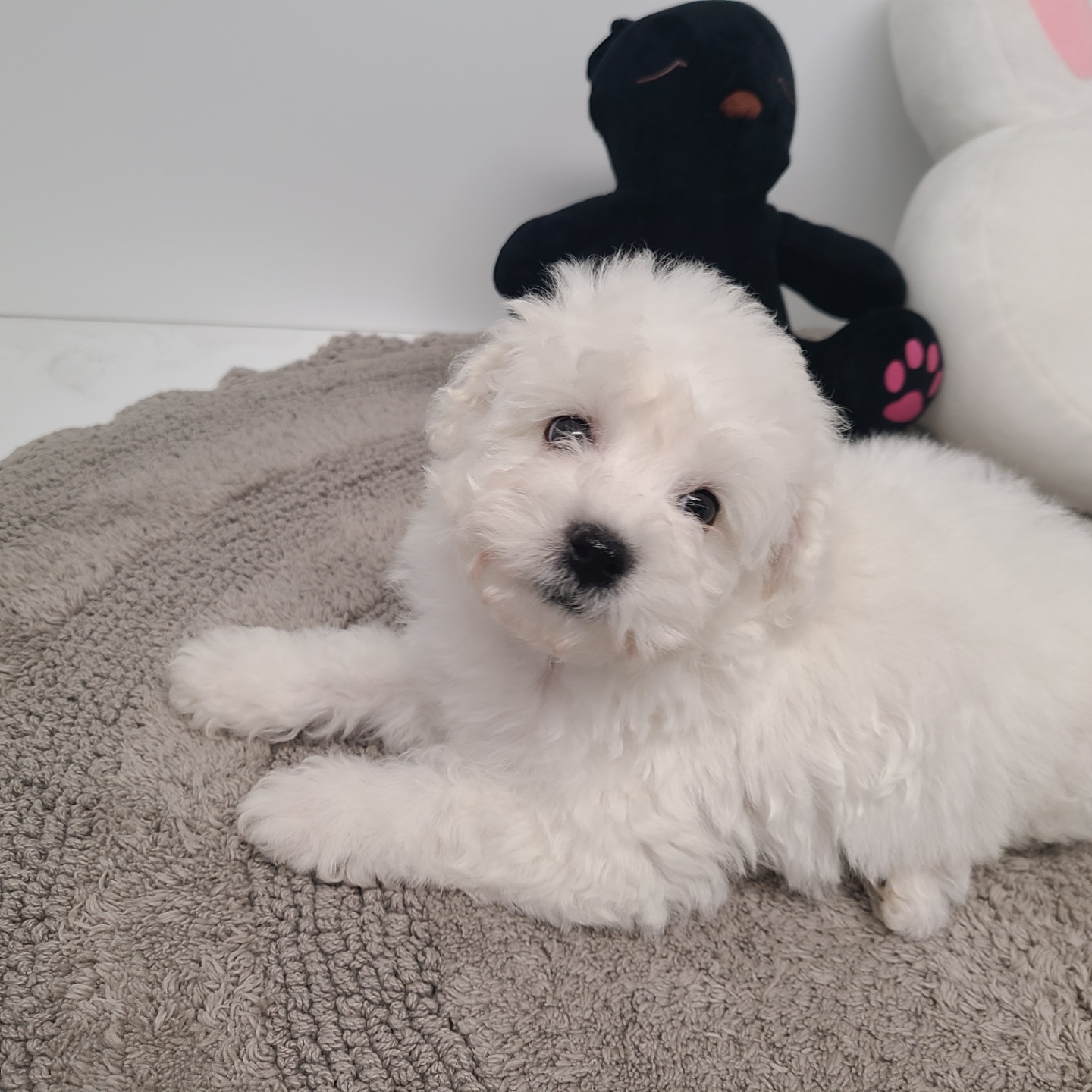 봉봉/비숑프리제