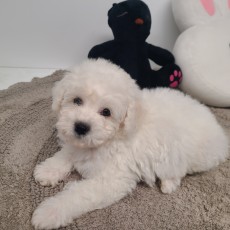 봉봉/비숑프리제