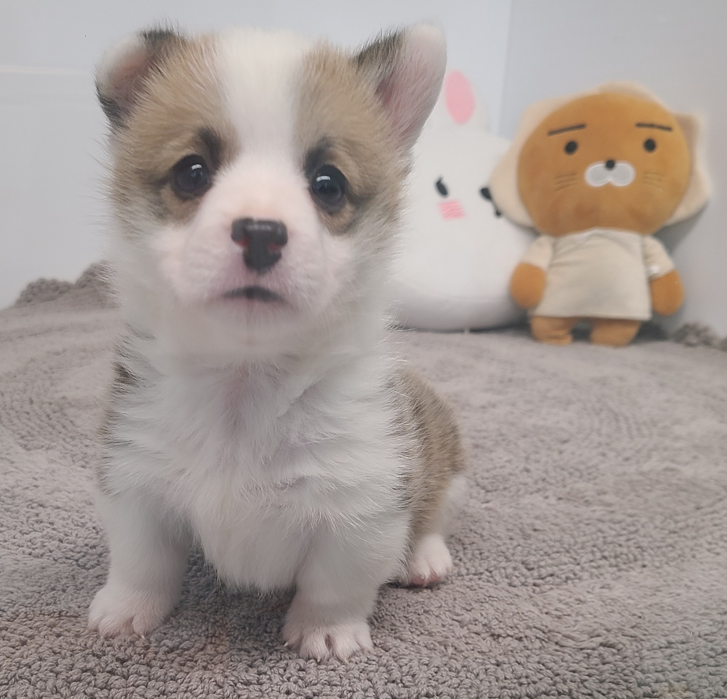 브라우니/웰시코기