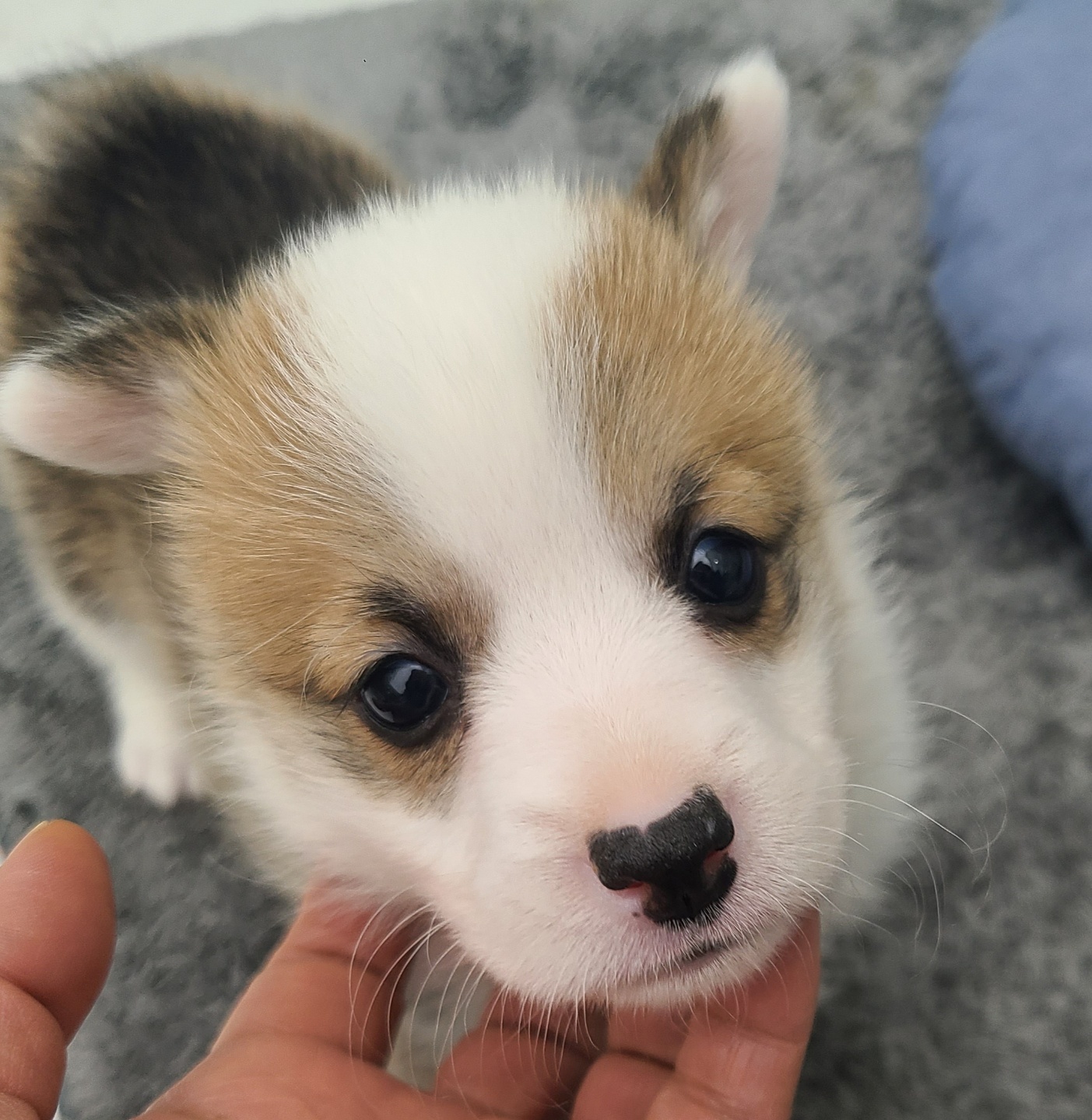 브라우니/웰시코기