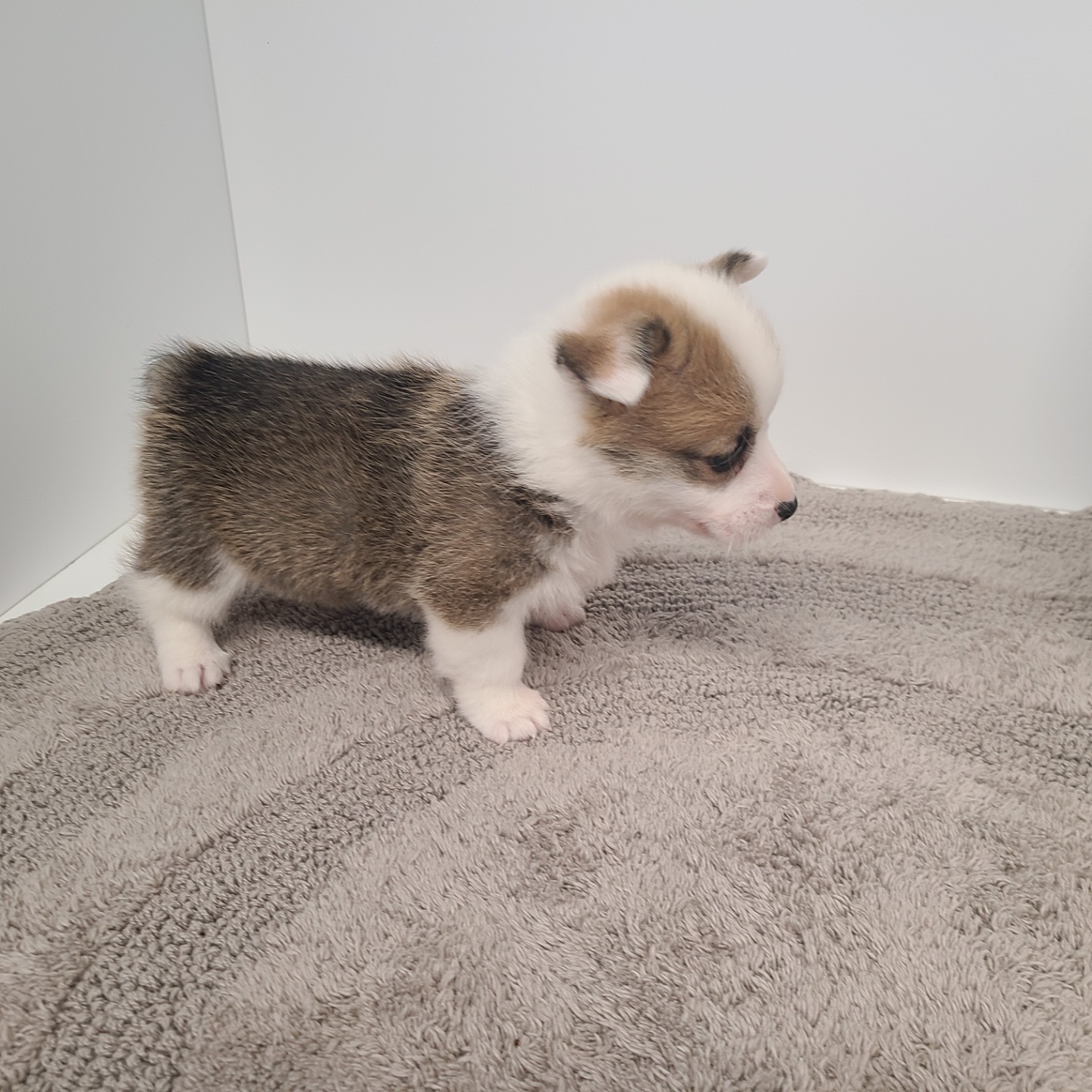 브라우니/웰시코기