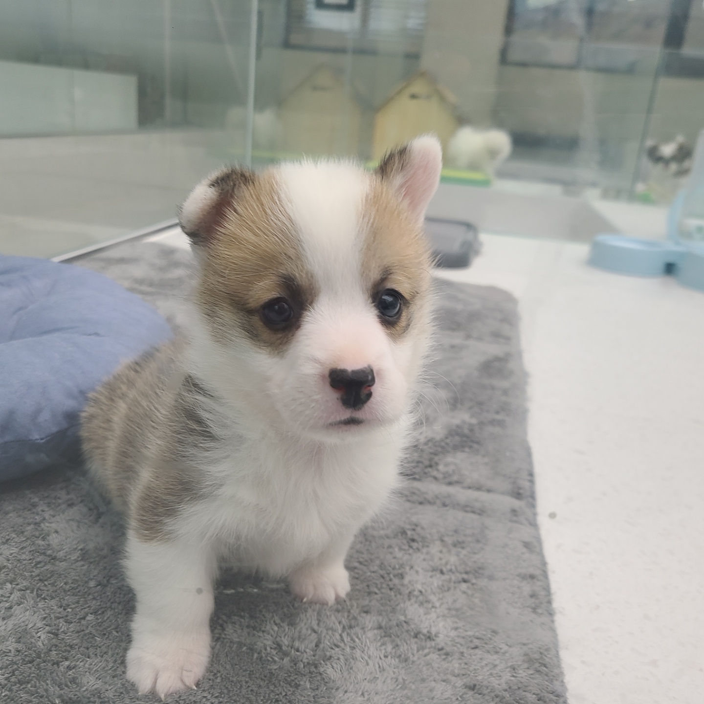 브라우니/웰시코기