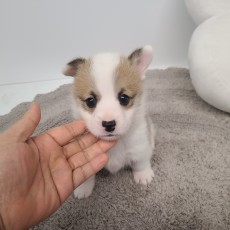 브라우니/웰시코기