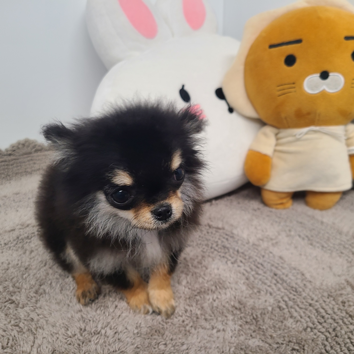 미니/장모치와와