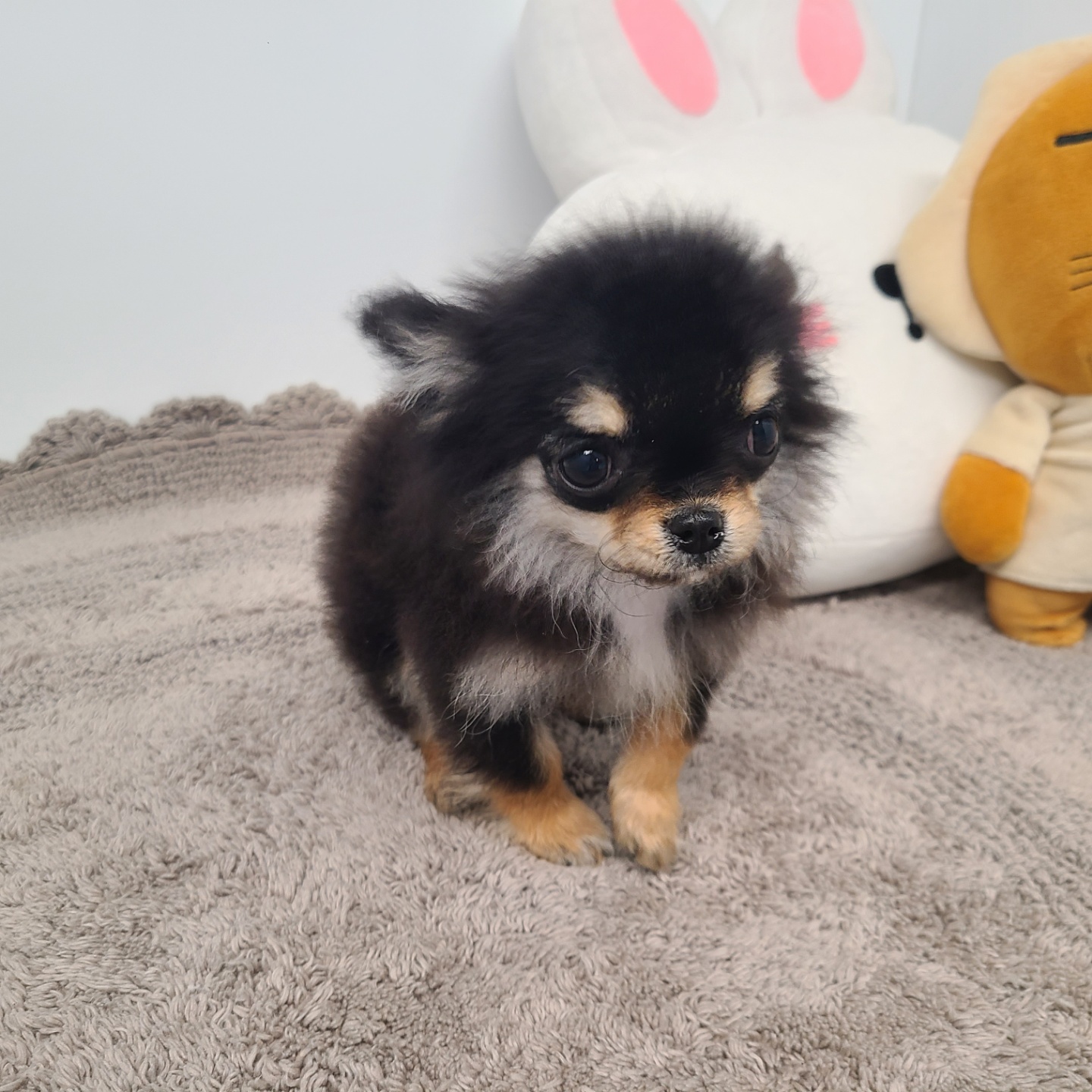 미니/장모치와와