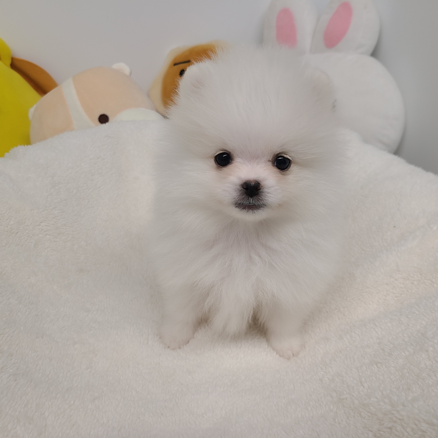 레이/포메라니안