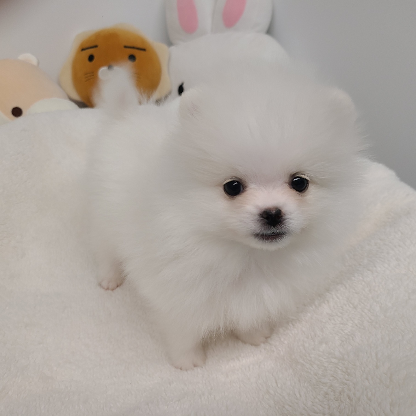 레이/포메라니안