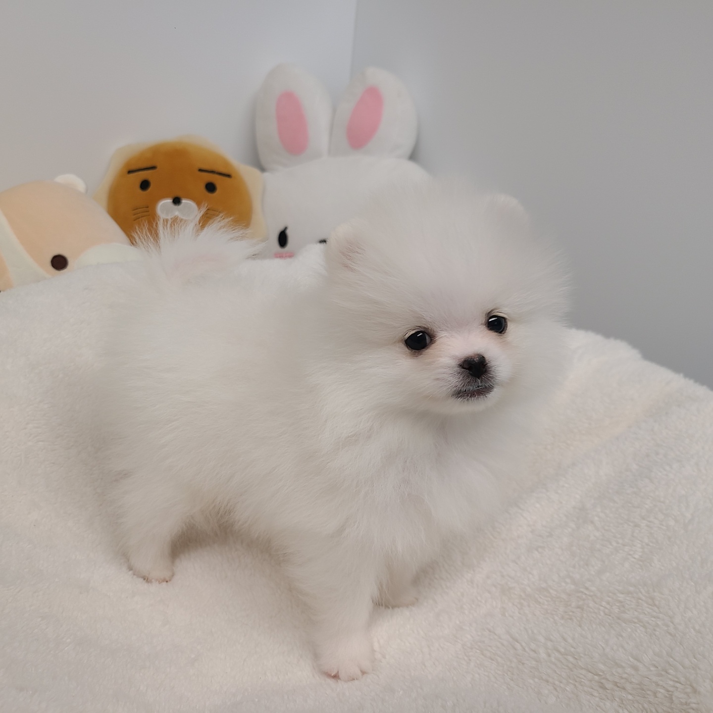 레이/포메라니안