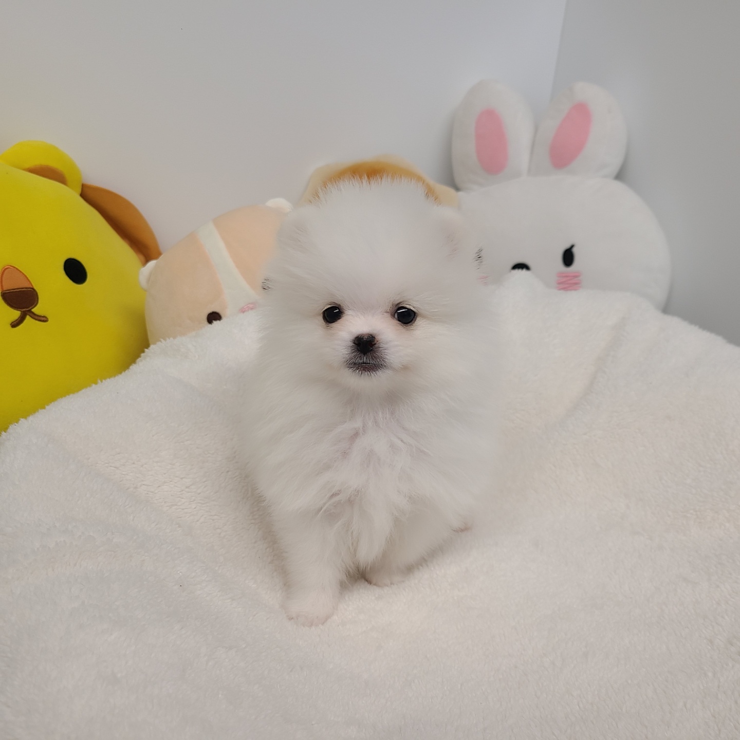 레이/포메라니안