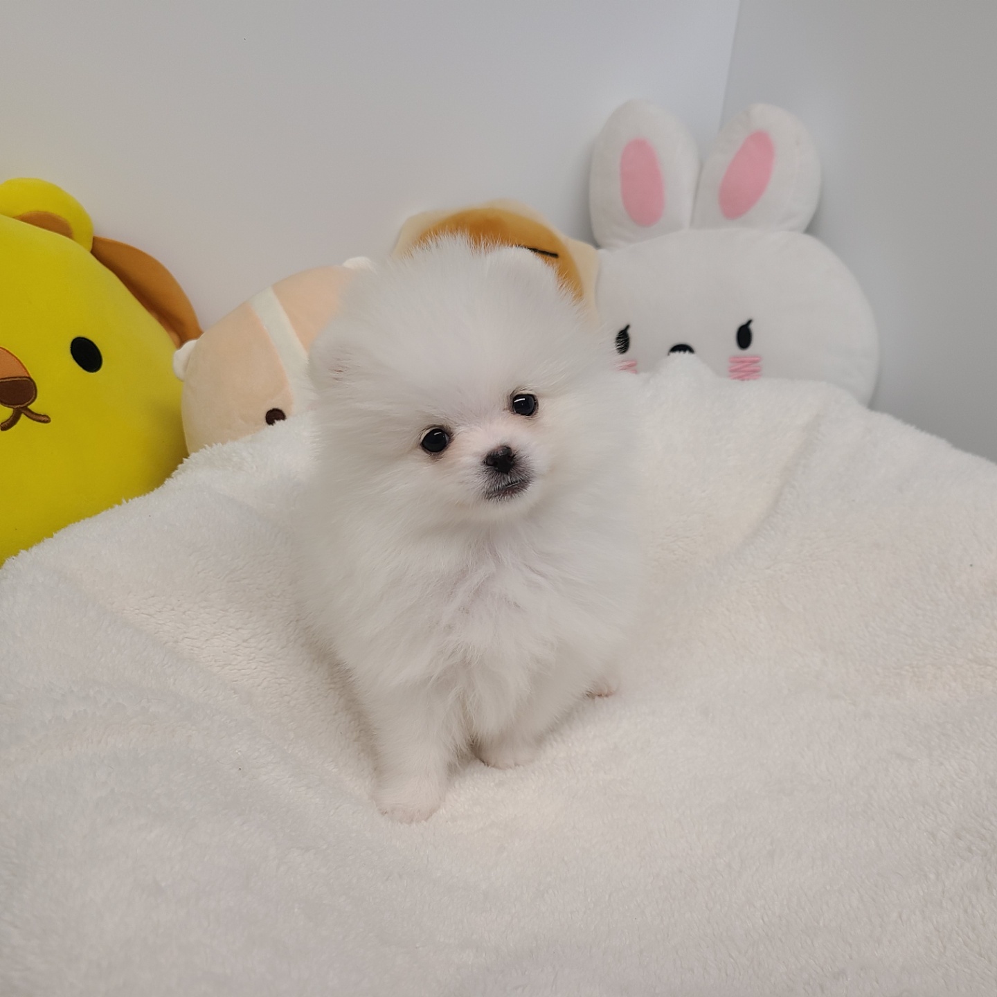 레이/포메라니안