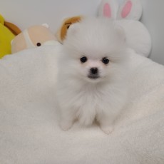 레이/포메라니안