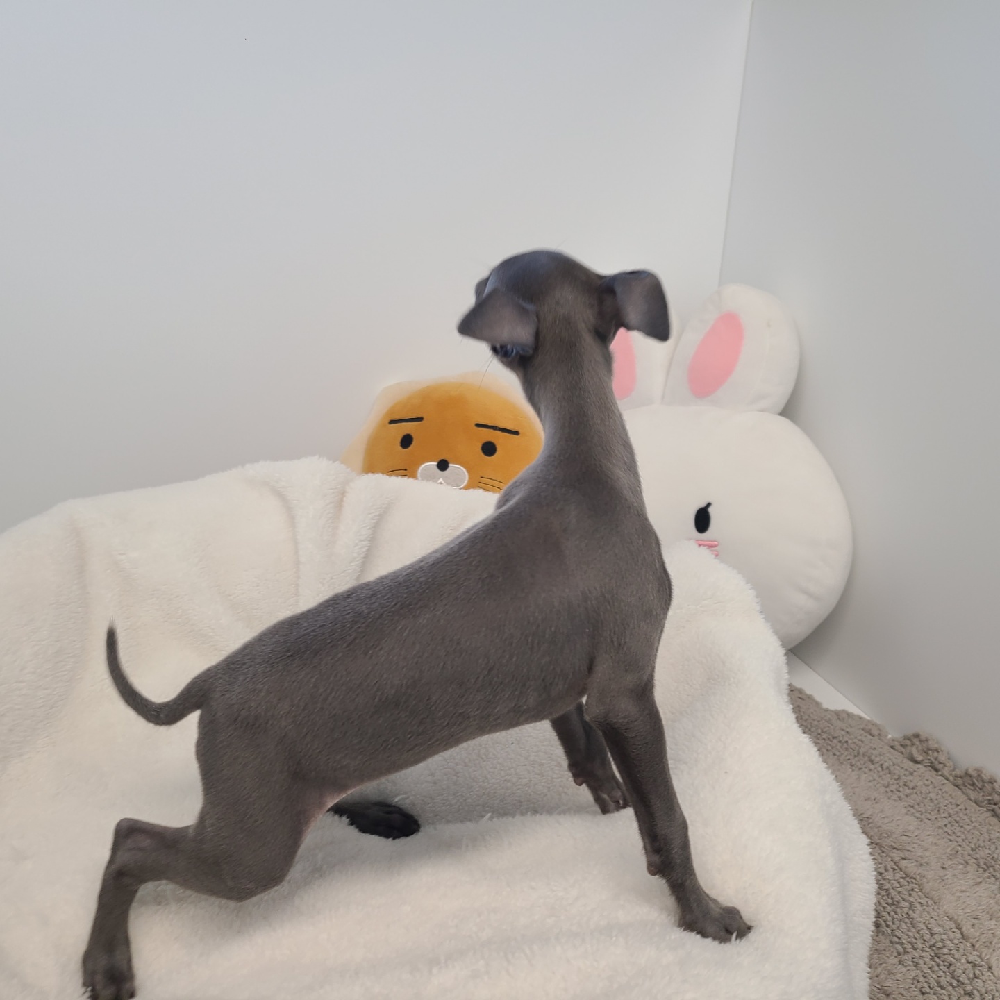 네오/이탈리안 그레이하운드