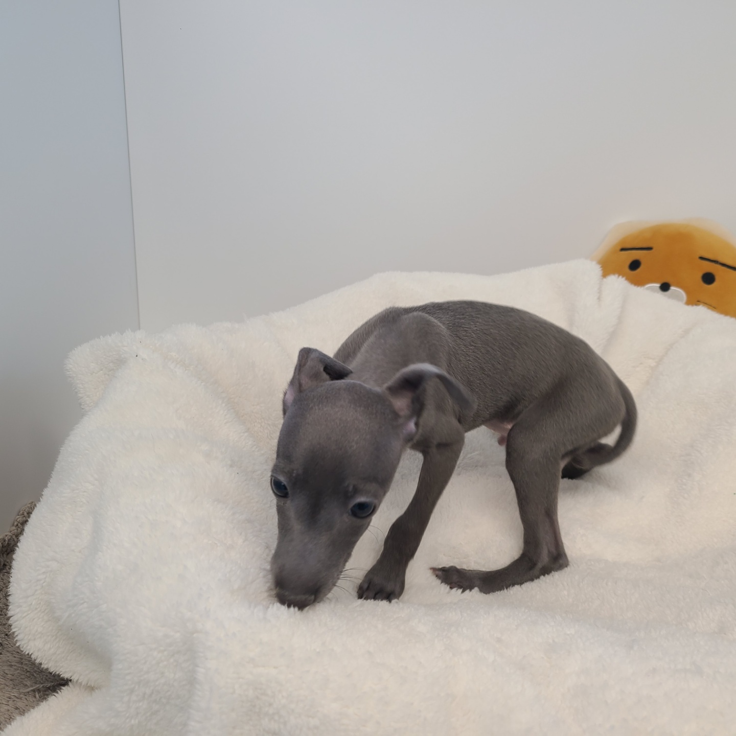 네오/이탈리안 그레이하운드