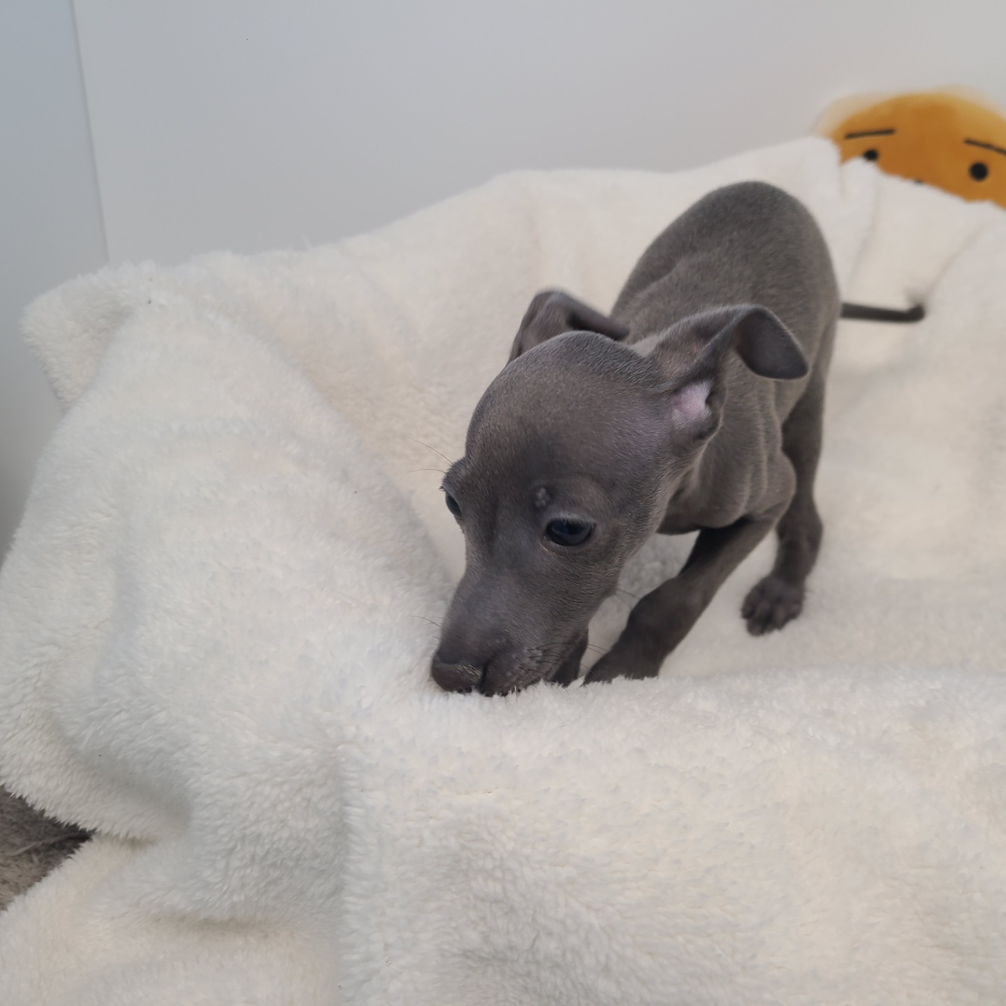 네오/이탈리안 그레이하운드