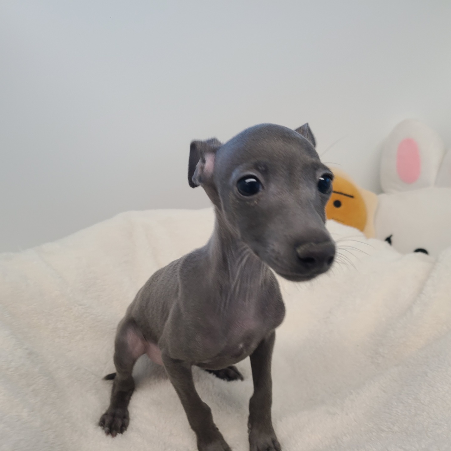 네오/이탈리안 그레이하운드