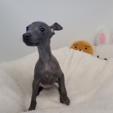 네오/이탈리안 그레이하운드