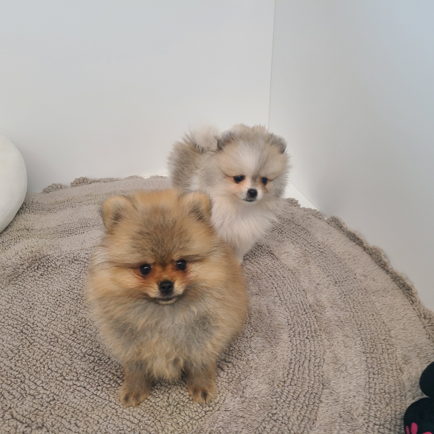 포미/포메라니안