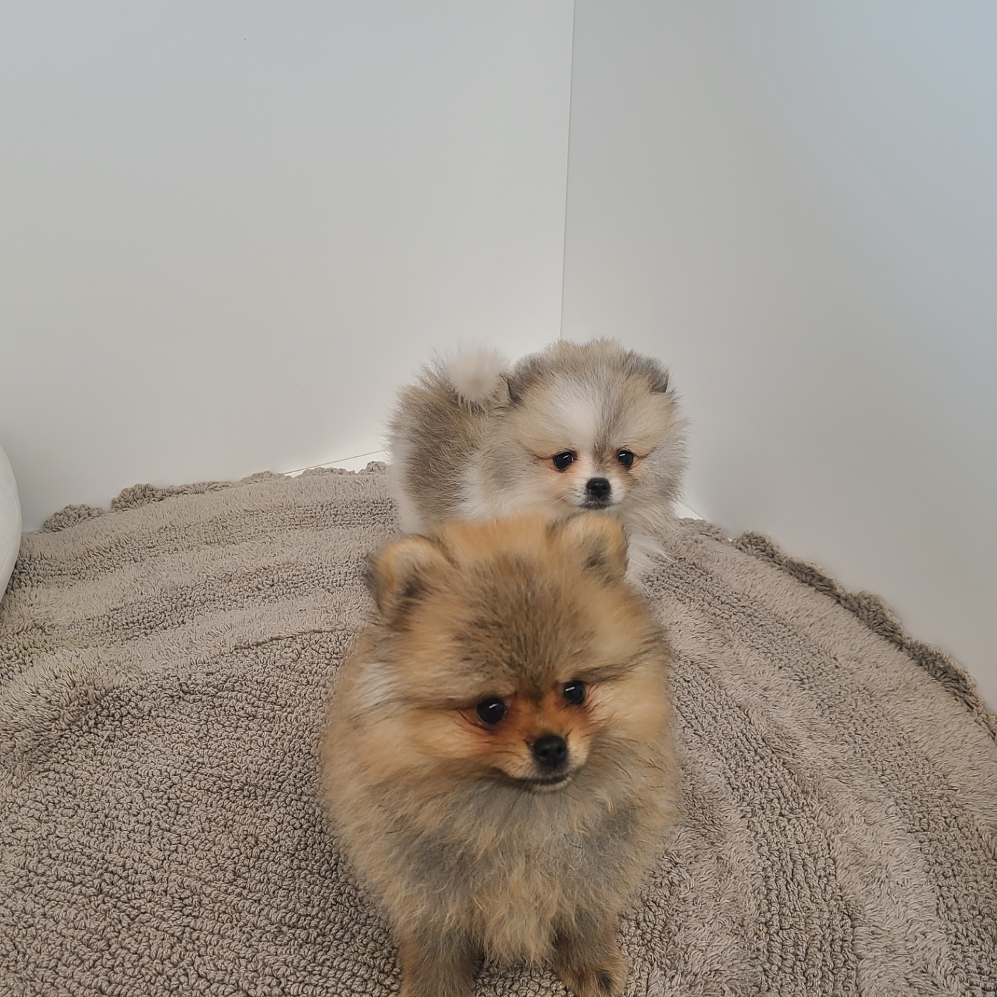 포미/포메라니안