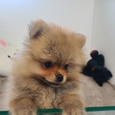 포미/포메라니안