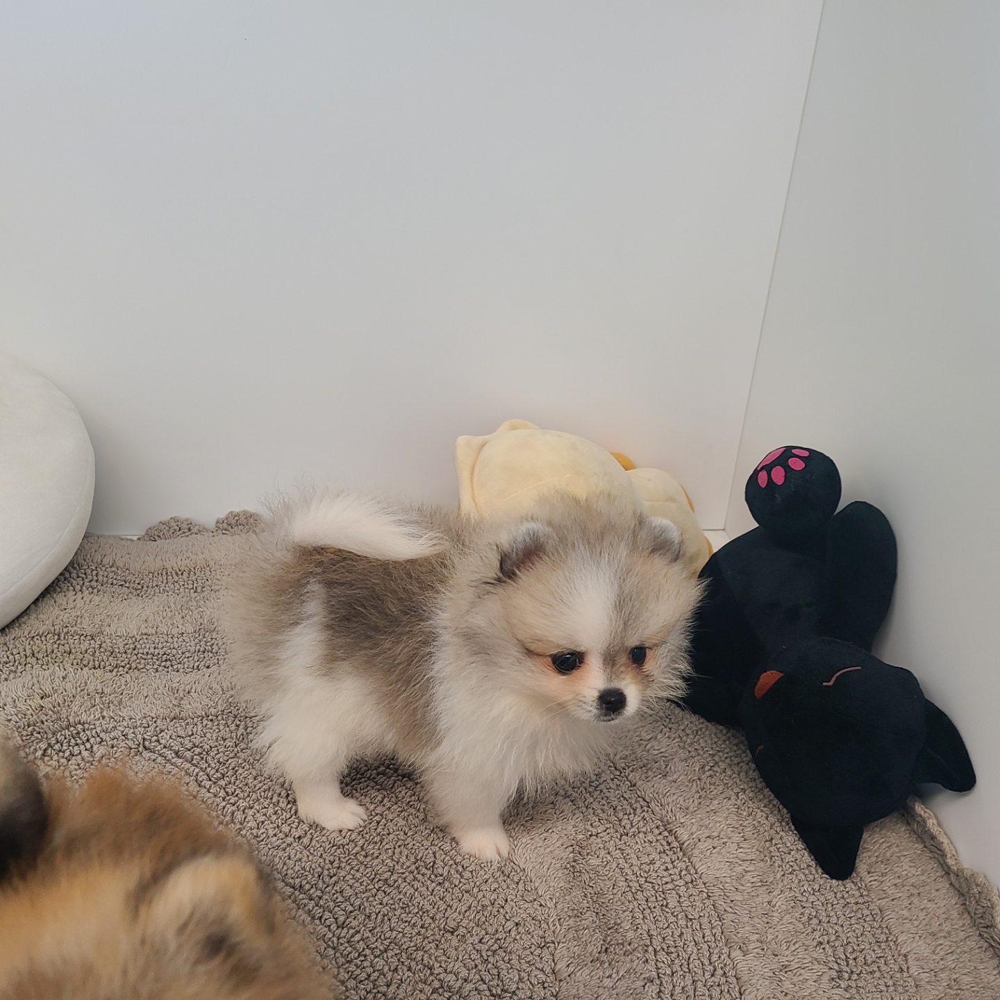 두기/포메라니안