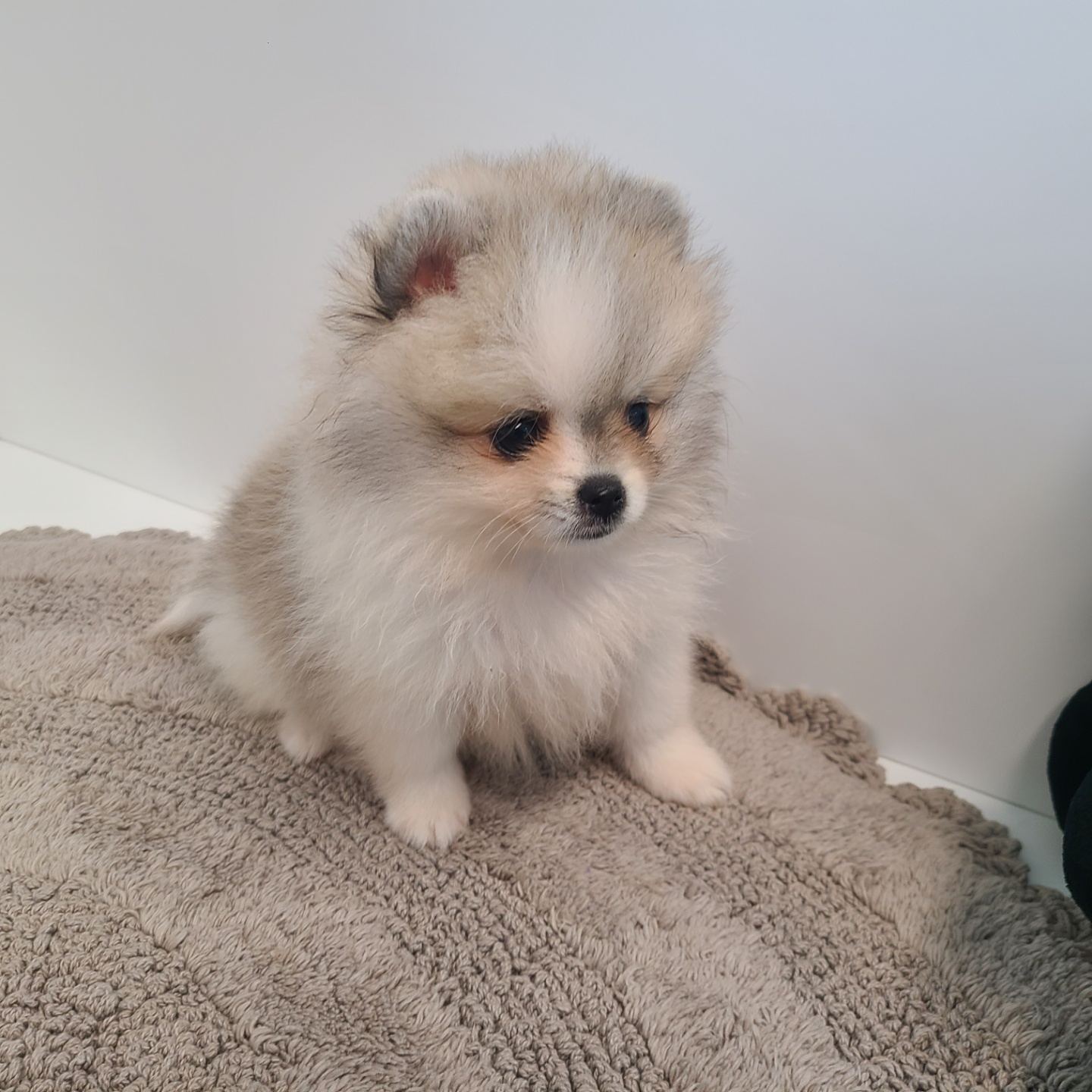 두기/포메라니안