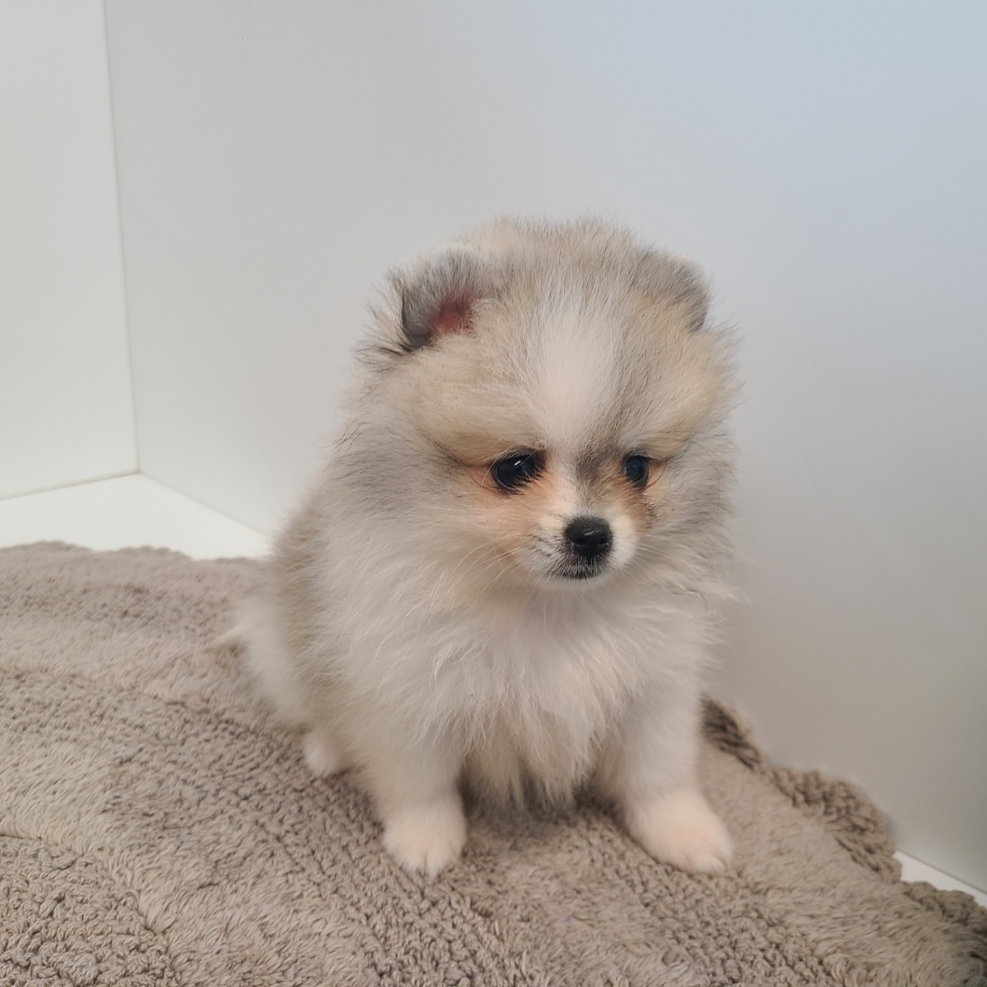 두기/포메라니안