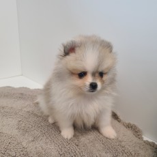 두기/포메라니안