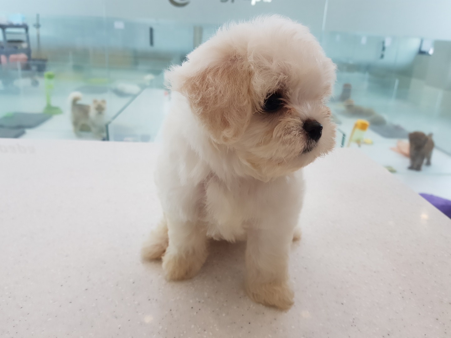 미니/비숑+말티