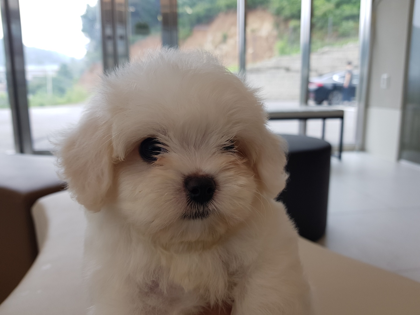 미니/비숑+말티