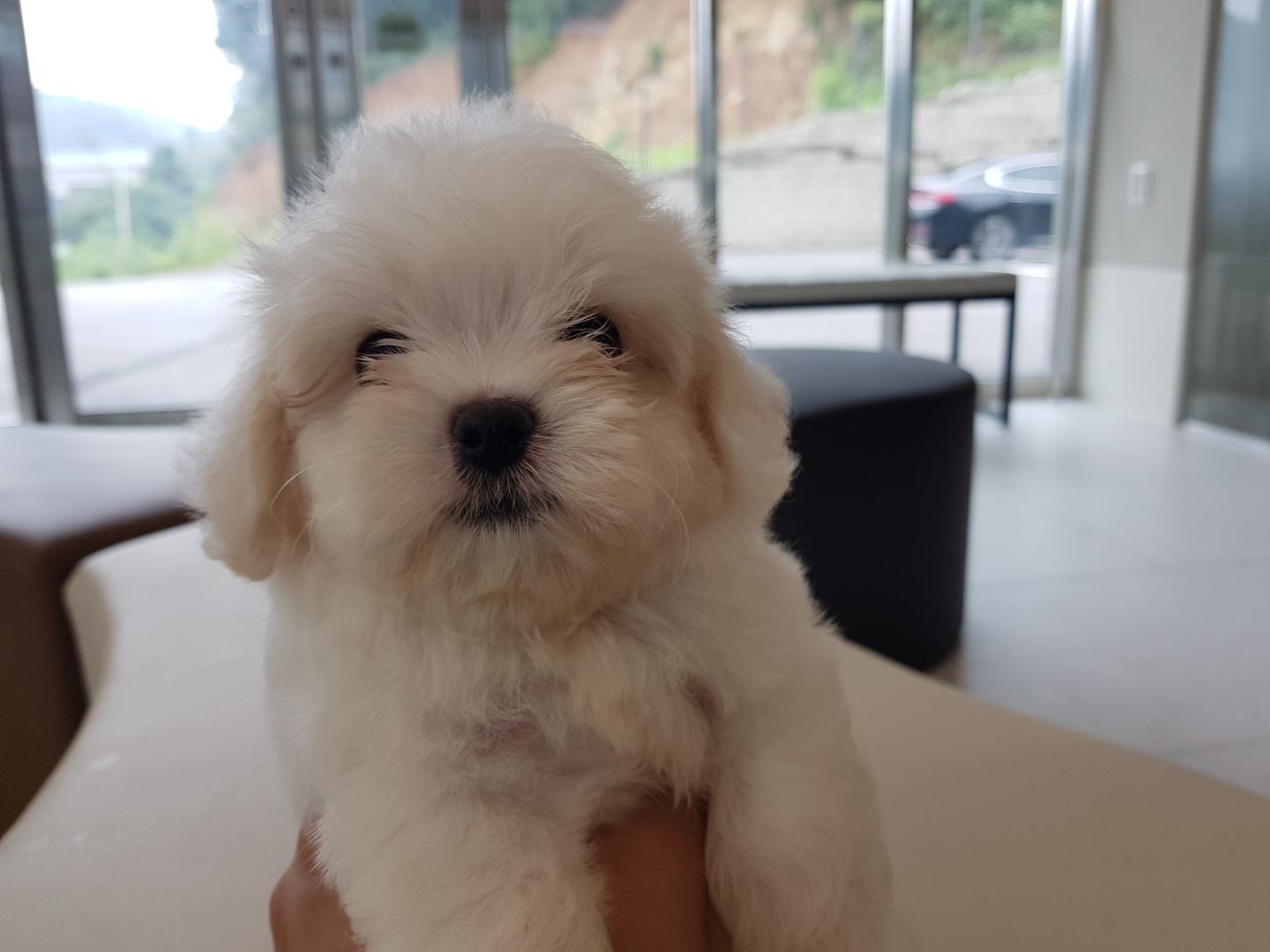 미니/비숑+말티