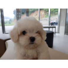 미니/비숑+말티